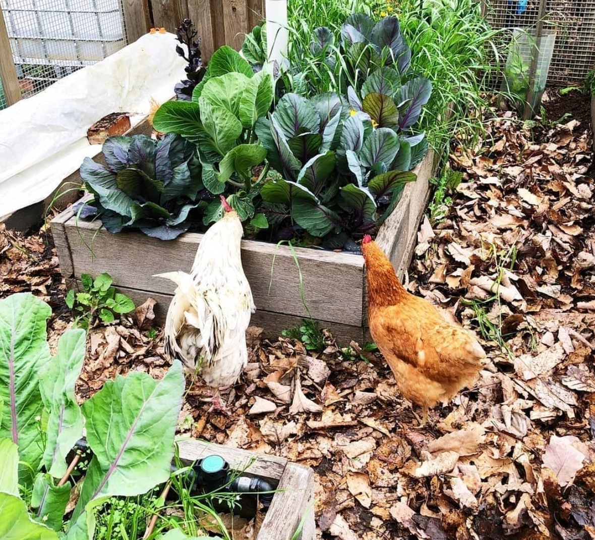 Tour of My Ultimate Chicken Coop + Tips on What Your Coop Needs