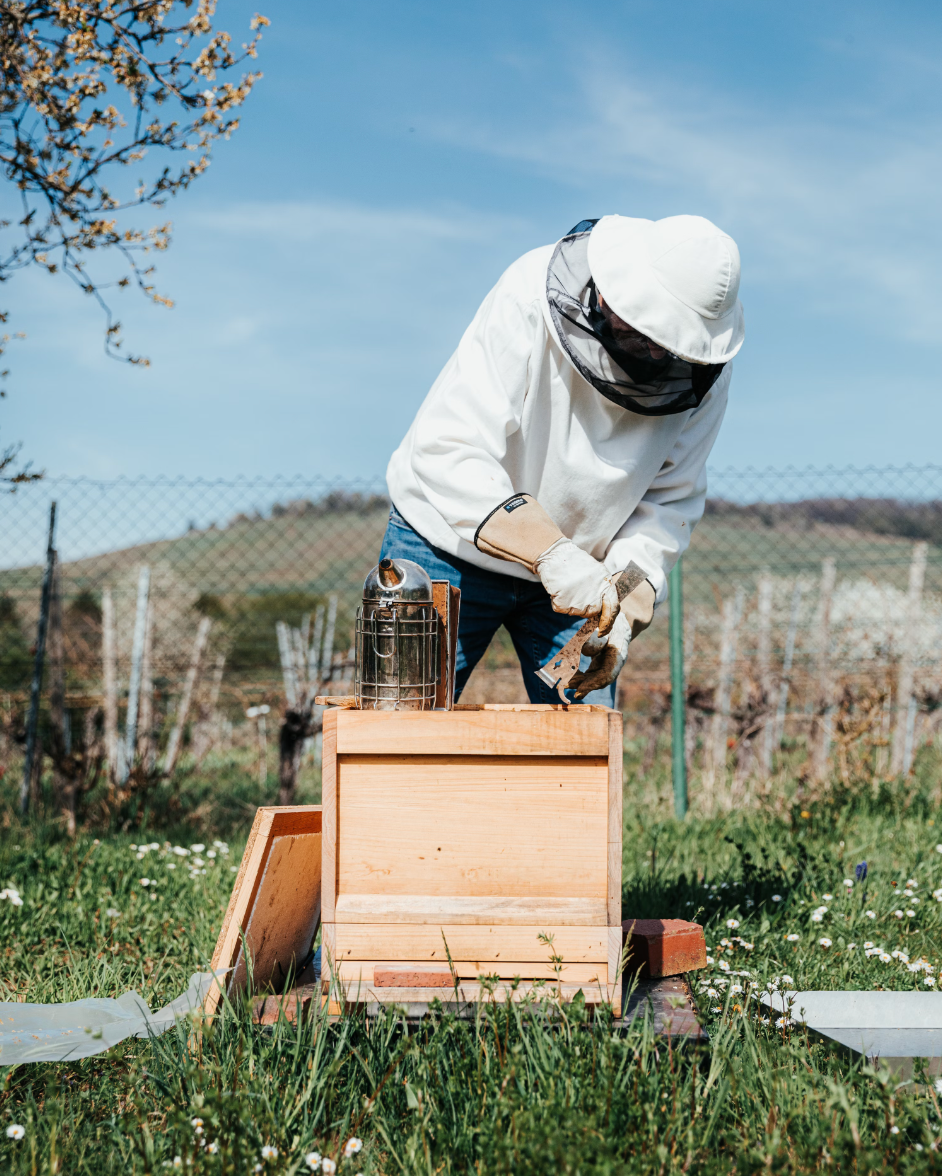 Backyard Beekeeping Equipment 101: Essentials for Beginners
